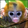 yfibat
